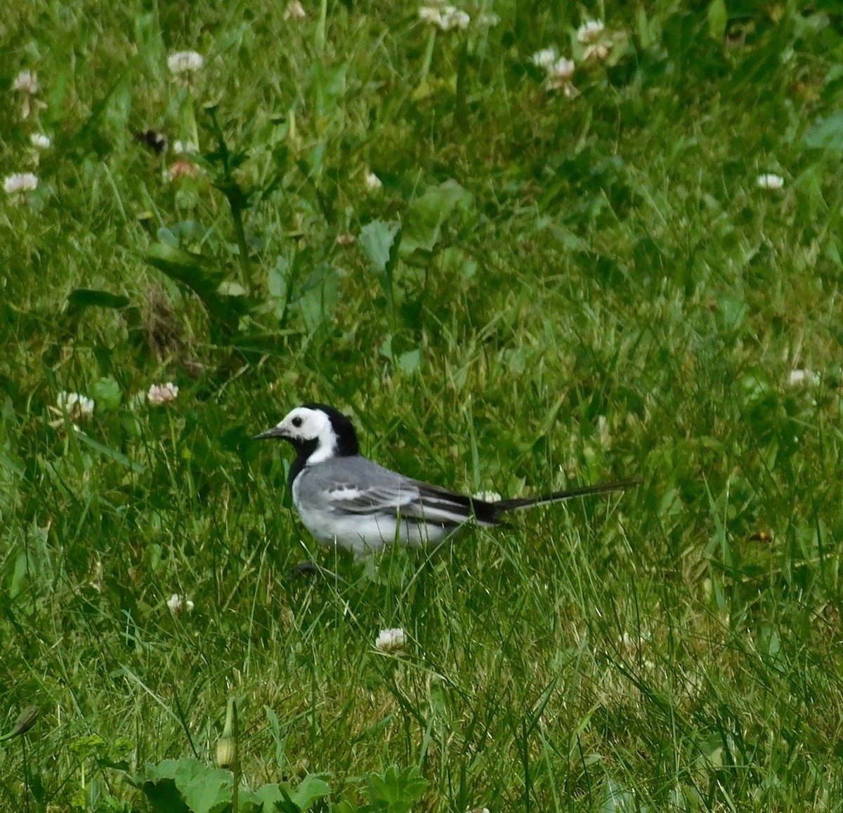 White Wagtail - ML638911685