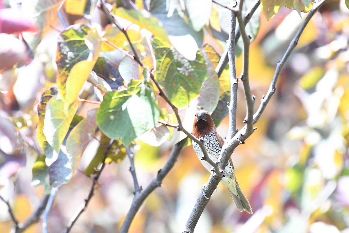 Scaly-breasted Munia - ML638911686