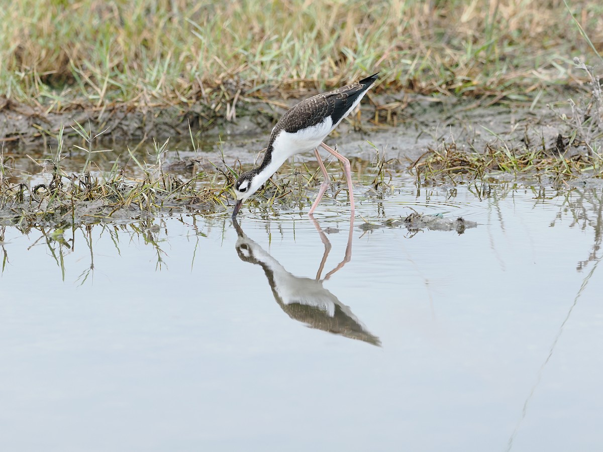 Black-necked Stilt - ML638911690