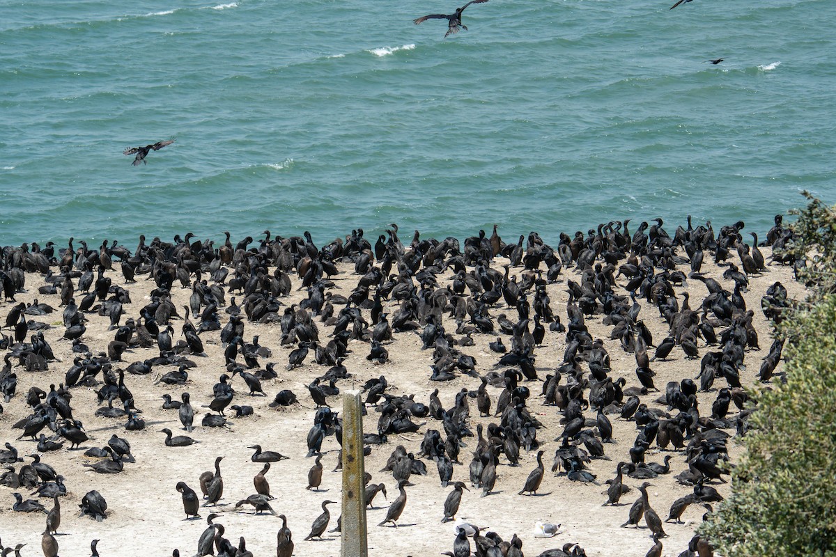 Brandt's Cormorant - ML638911691