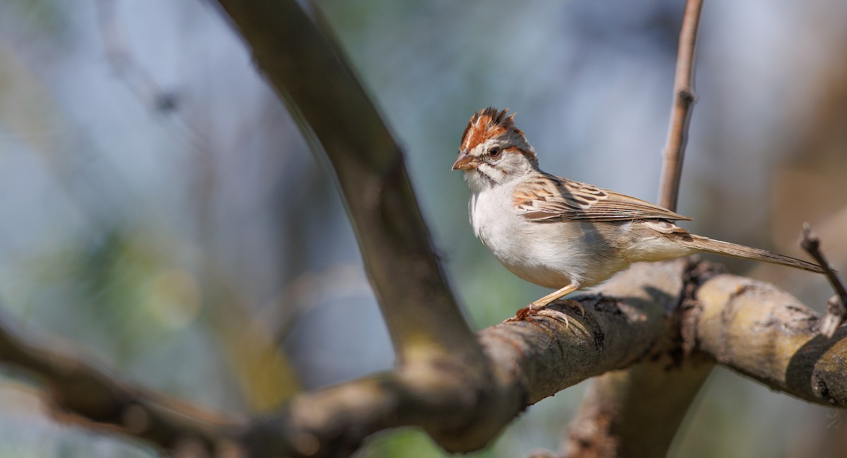Rufous-winged Sparrow - ML638911692