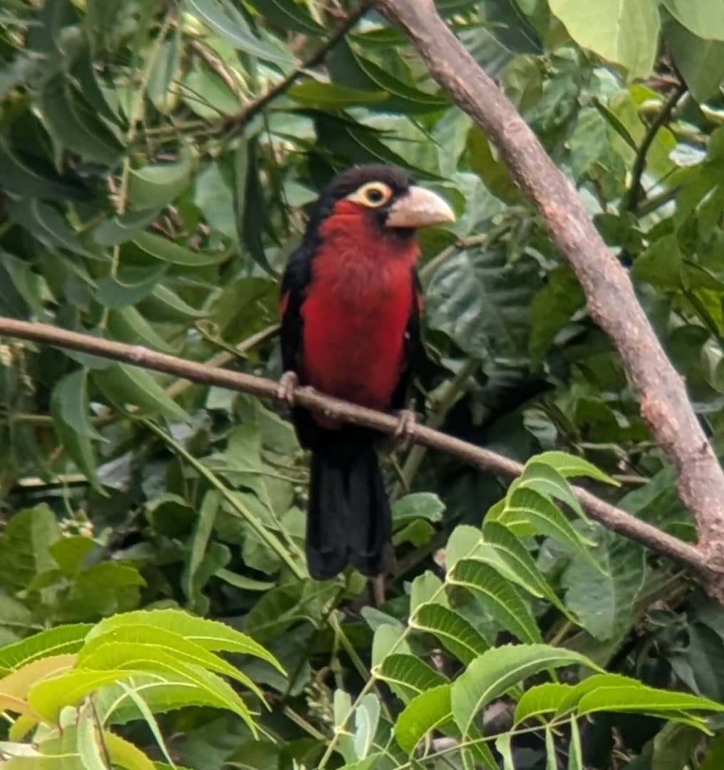Double-toothed Barbet - ML638911696