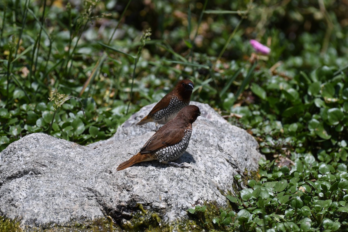 Scaly-breasted Munia - ML638911697