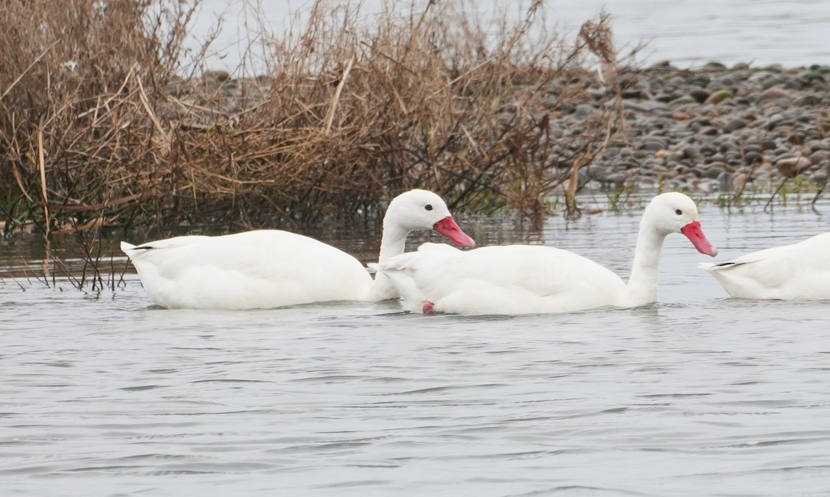 Coscoroba Swan - ML638911701