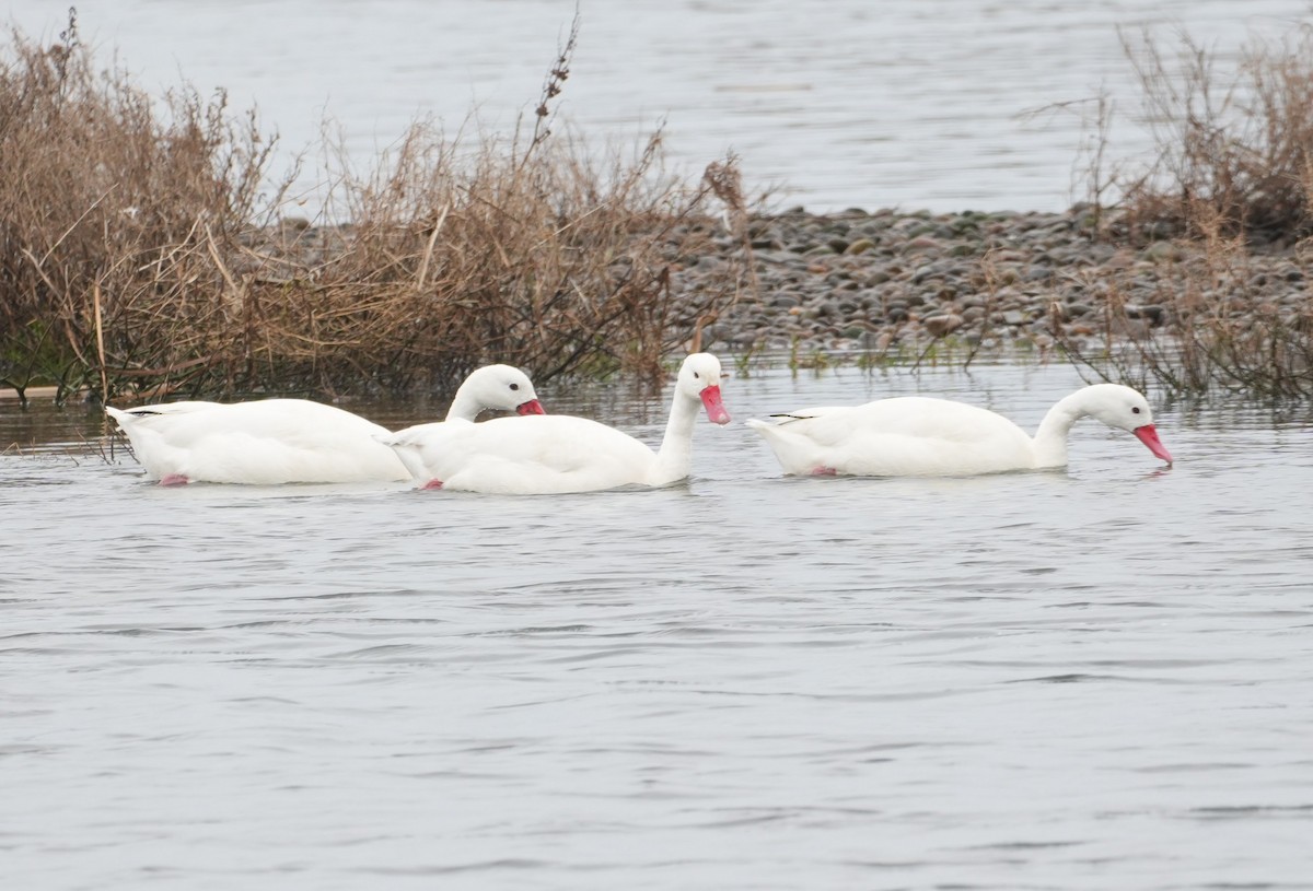 Coscoroba Swan - ML638911702