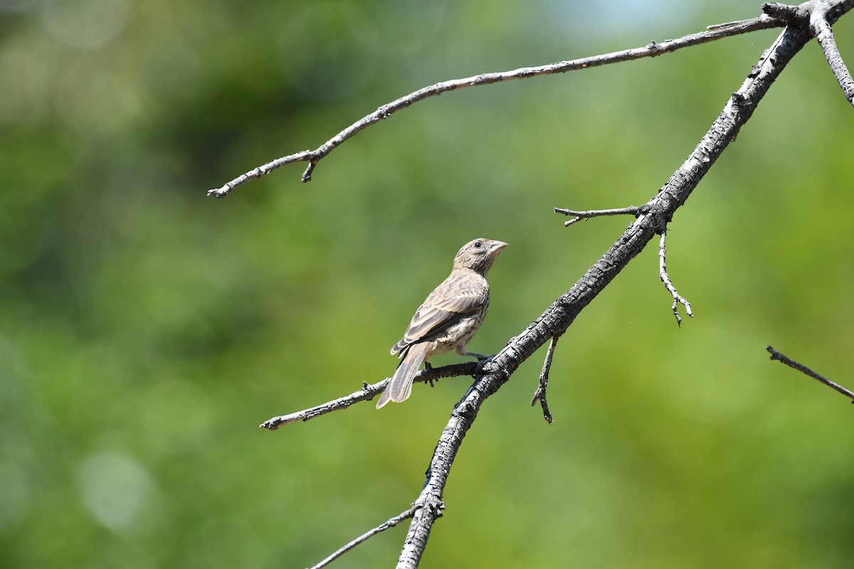 House Finch - ML638911704