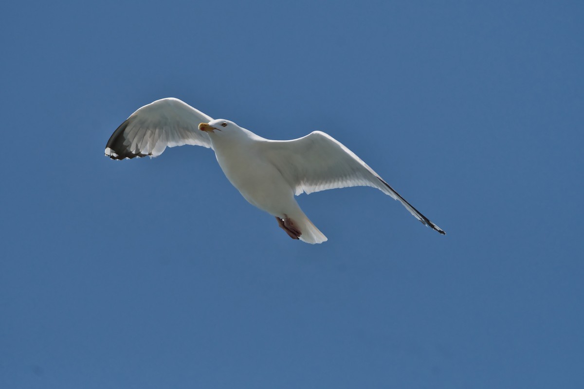 Goéland argenté - ML638911758