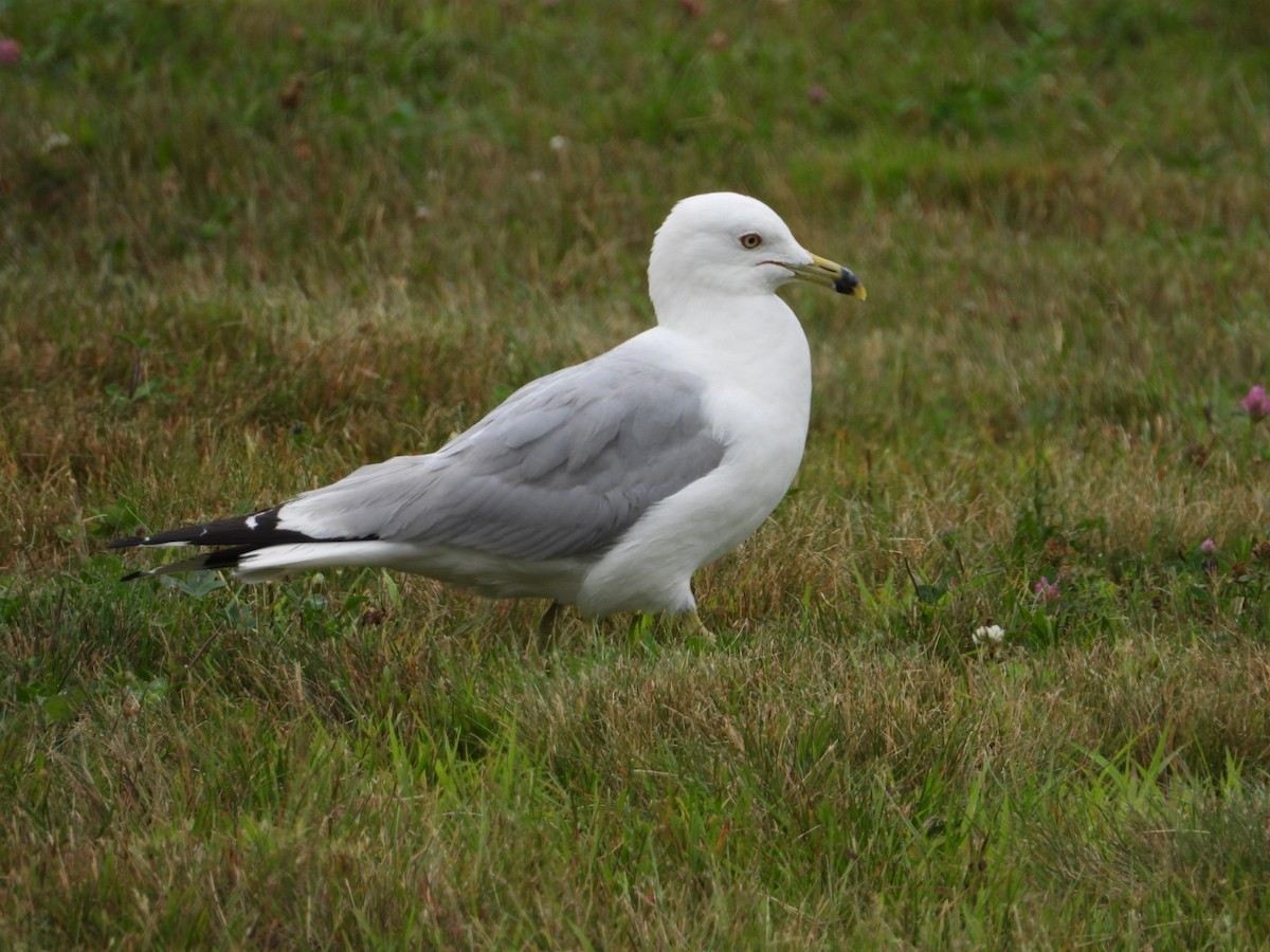 Goéland à bec cerclé - ML638911769