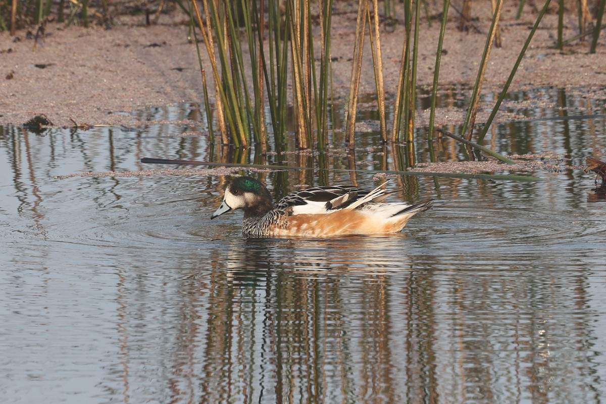 Canard de Chiloé - ML638911786