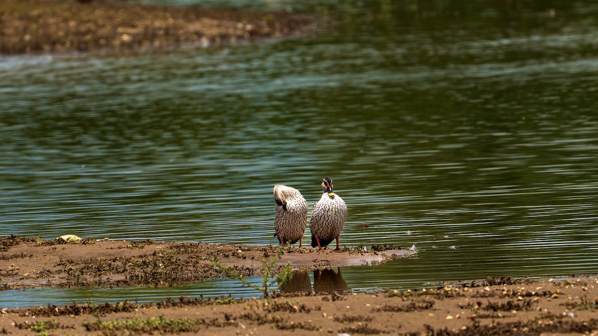 Canard à bec tacheté - ML638911787