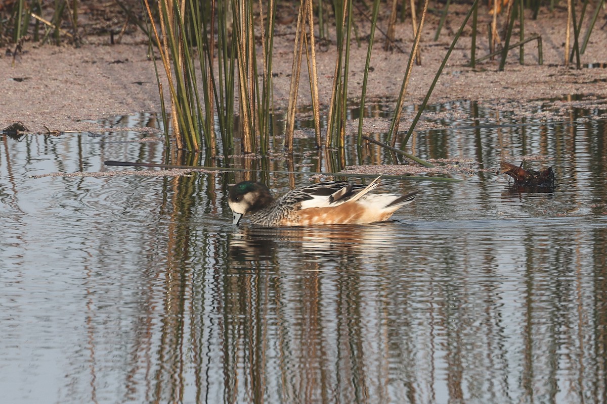Canard de Chiloé - ML638911788