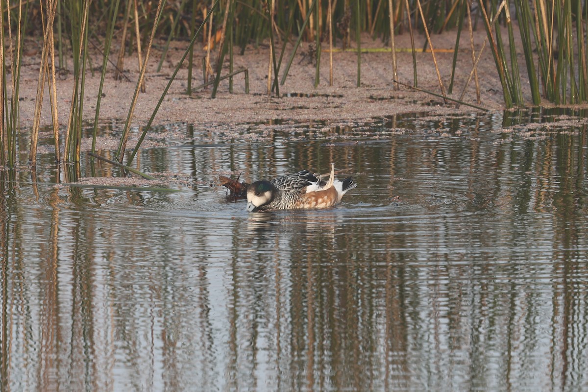 Canard de Chiloé - ML638911789