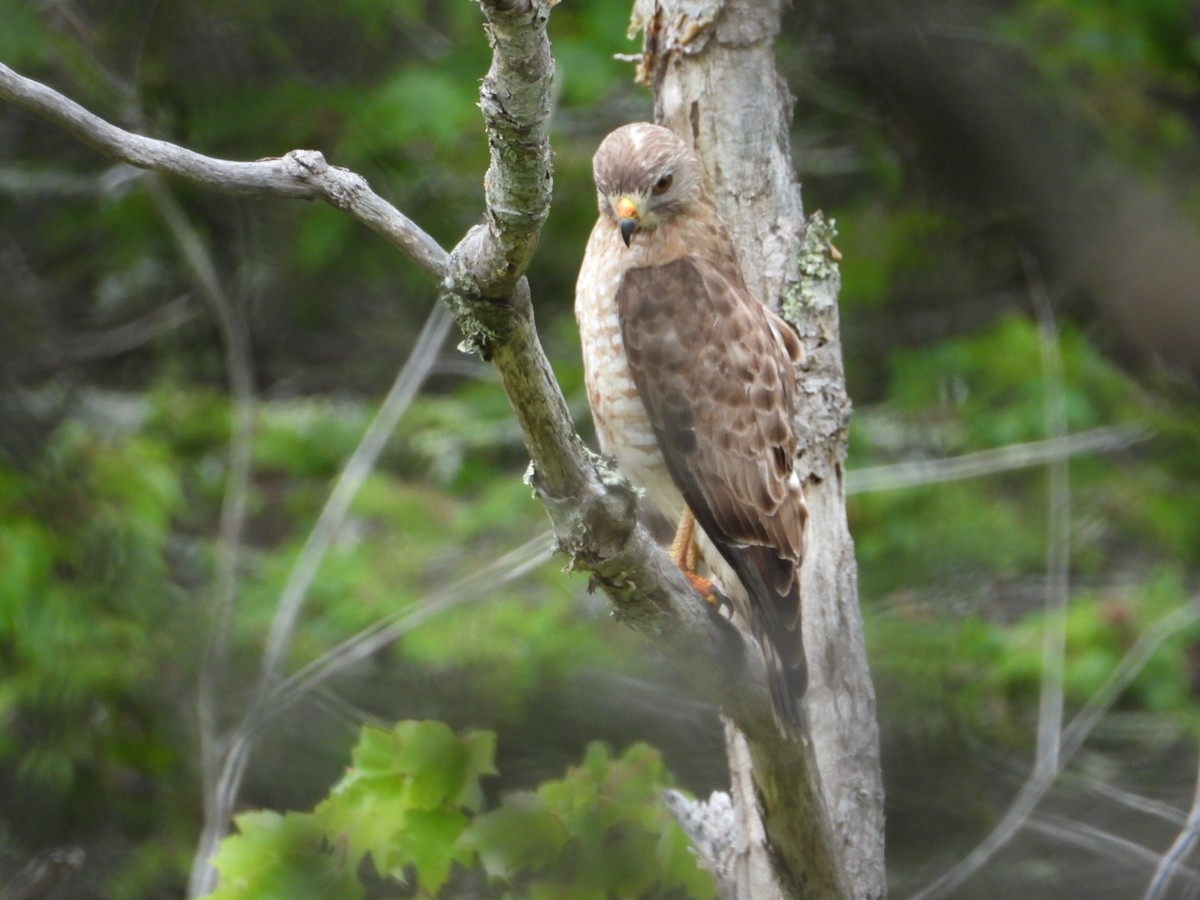 Broad-winged Hawk - ML638911814