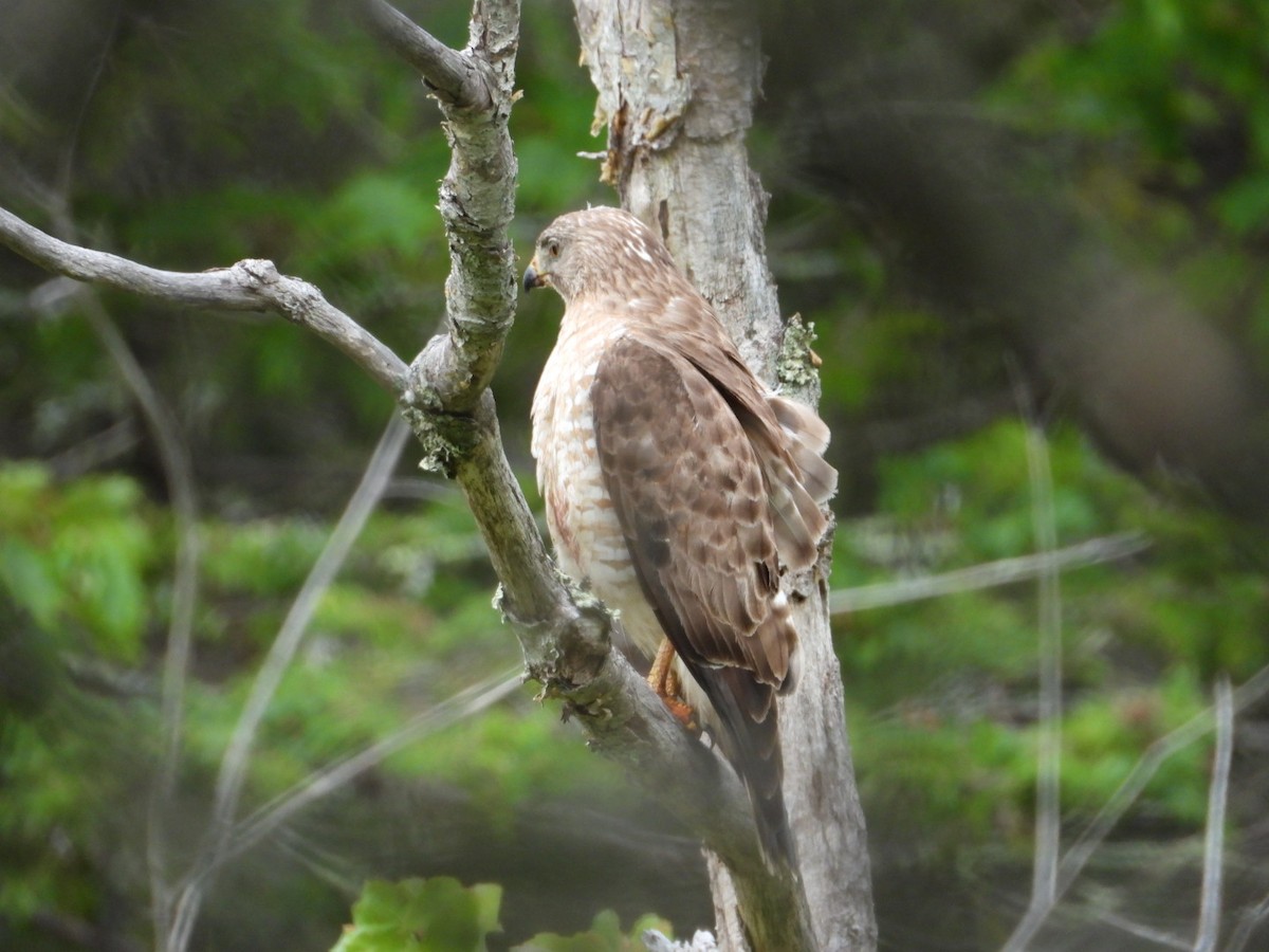 Broad-winged Hawk - ML638911815