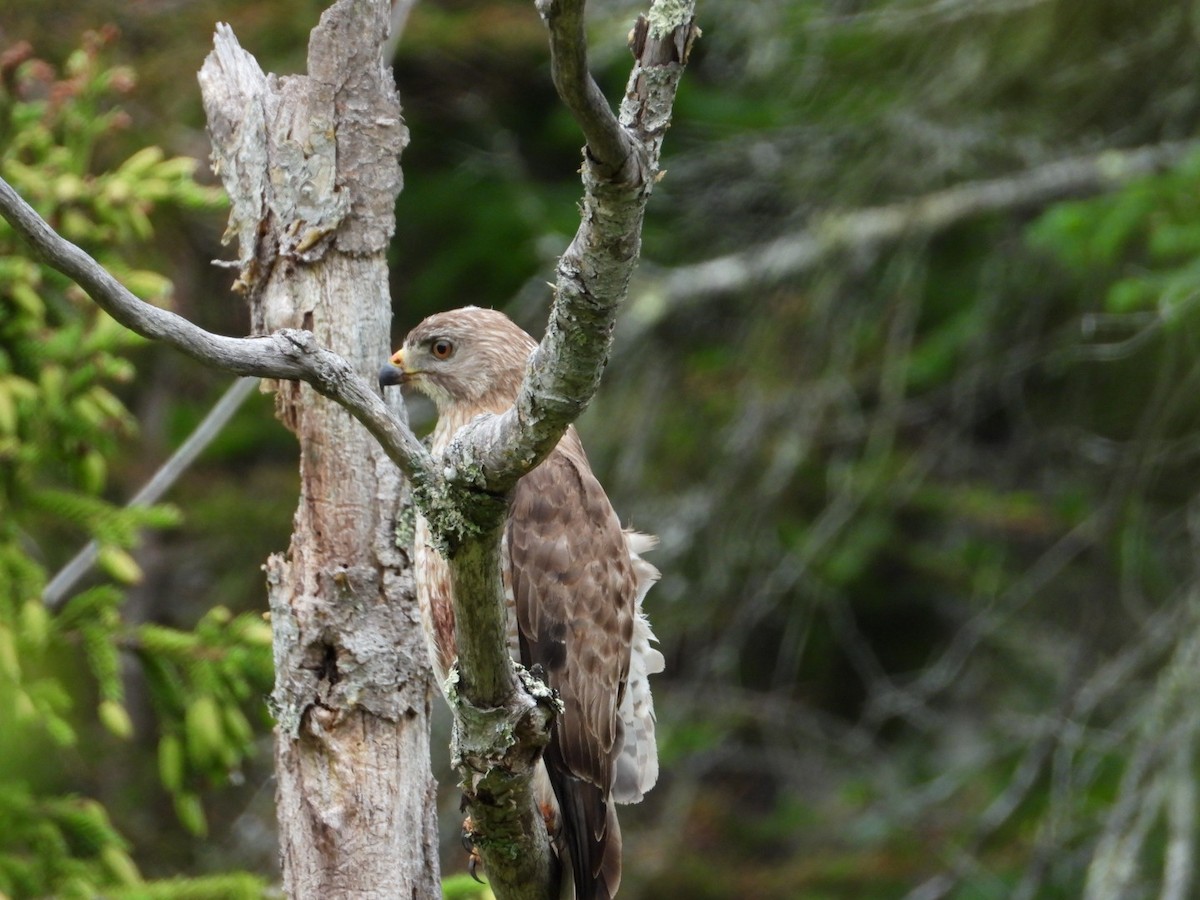 Broad-winged Hawk - ML638911816