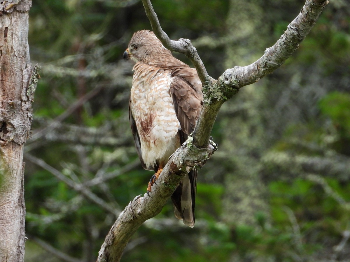 Broad-winged Hawk - ML638911817