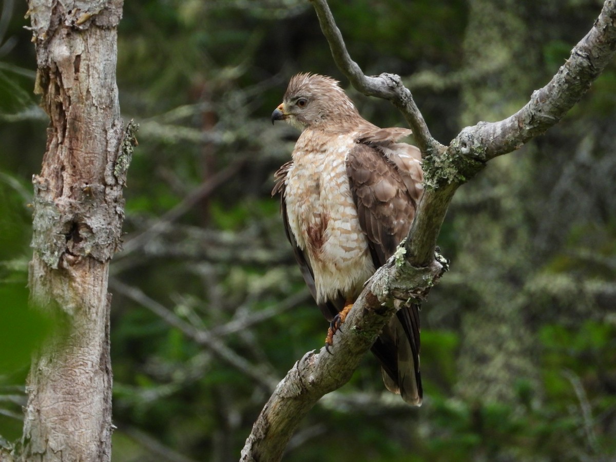 Broad-winged Hawk - ML638911818