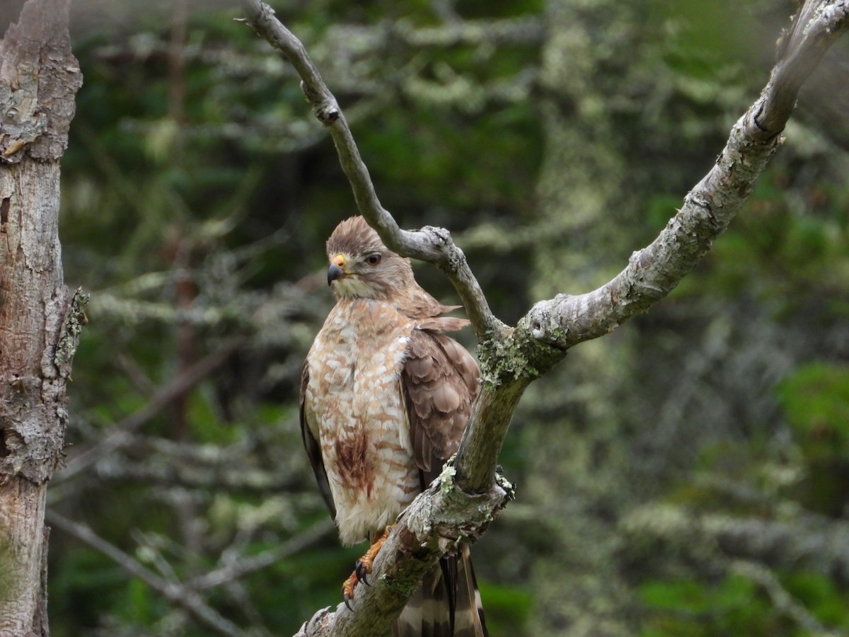 Broad-winged Hawk - ML638911819