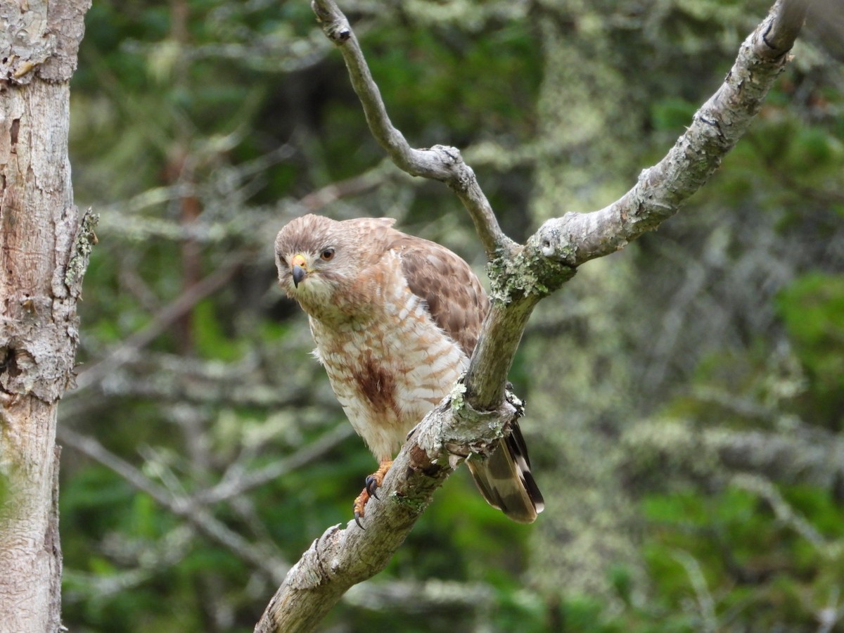 Broad-winged Hawk - ML638911820
