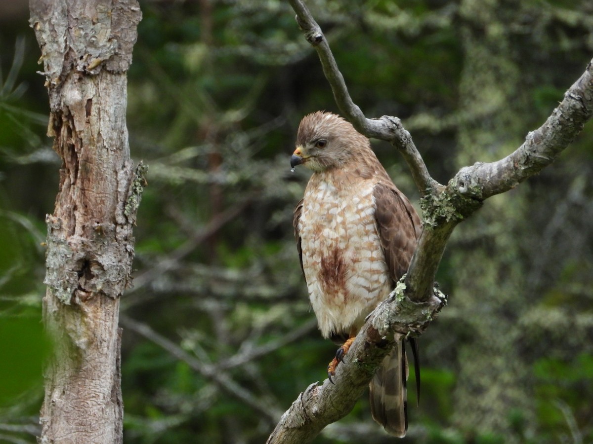 Broad-winged Hawk - ML638911821
