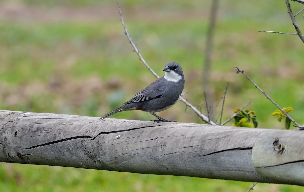 Diuca Finch - ML638911826