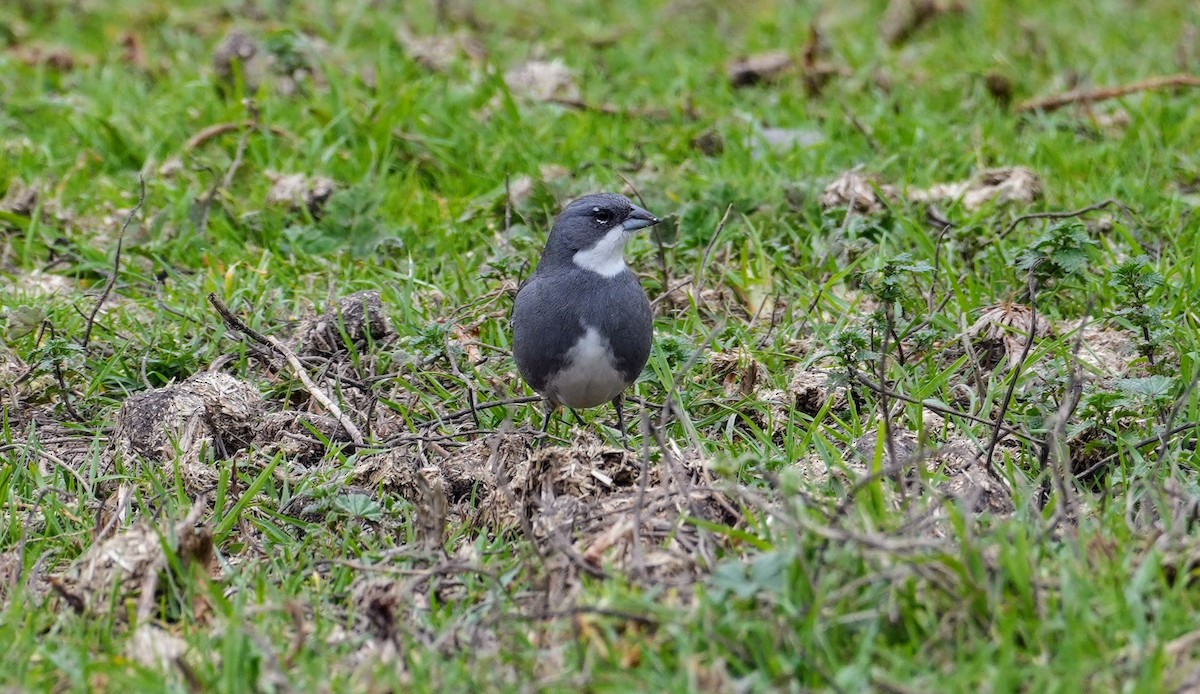Diuca Finch - ML638911827