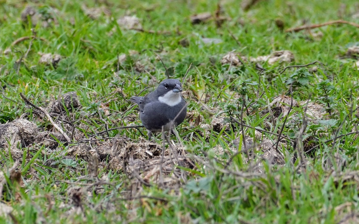 Diuca Finch - ML638911828