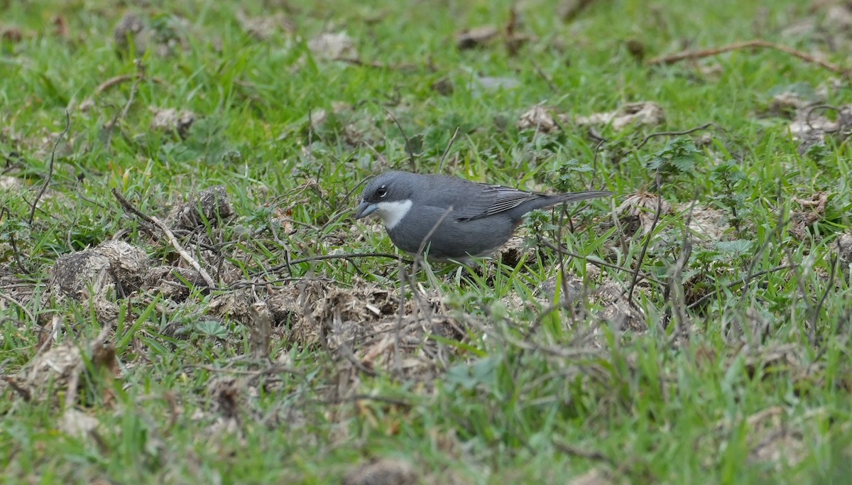 Diuca Finch - ML638911829