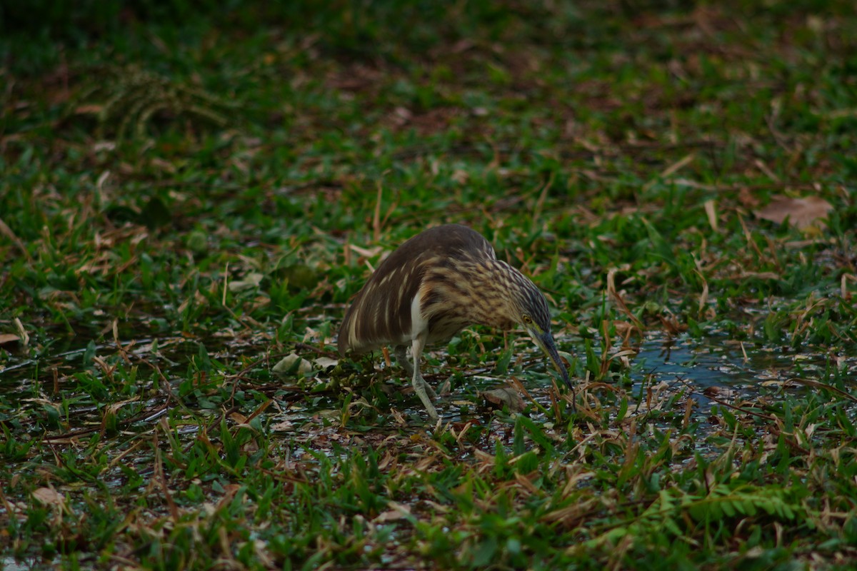 Javan Pond-Heron - ML638911831