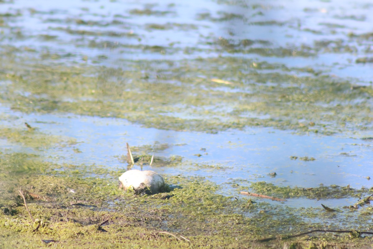 Franklin's Gull - ML638911876