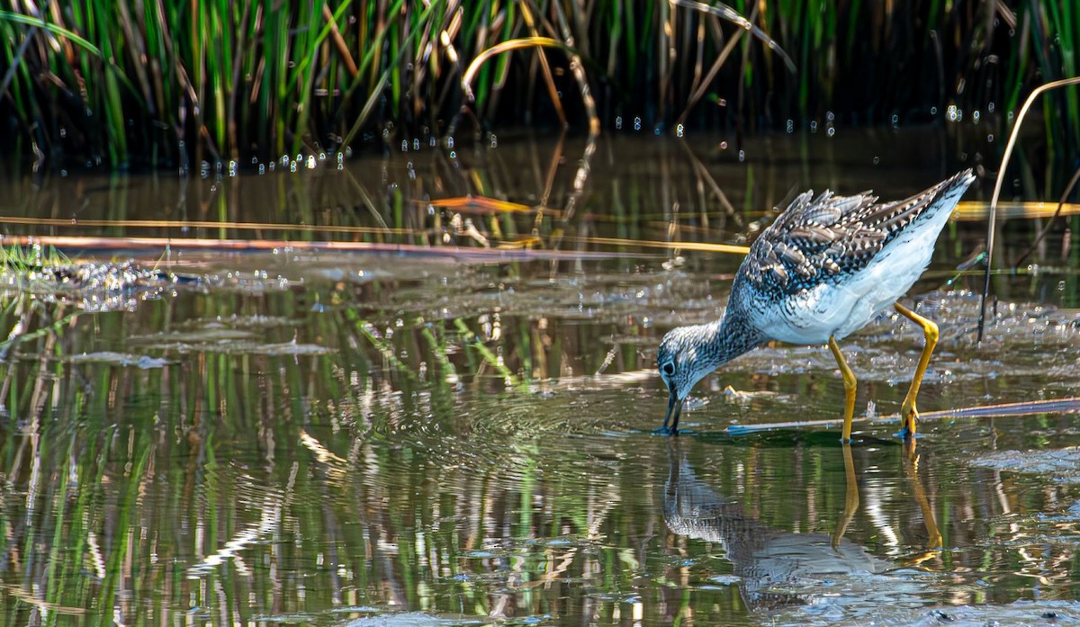 Greater Yellowlegs - ML638911881
