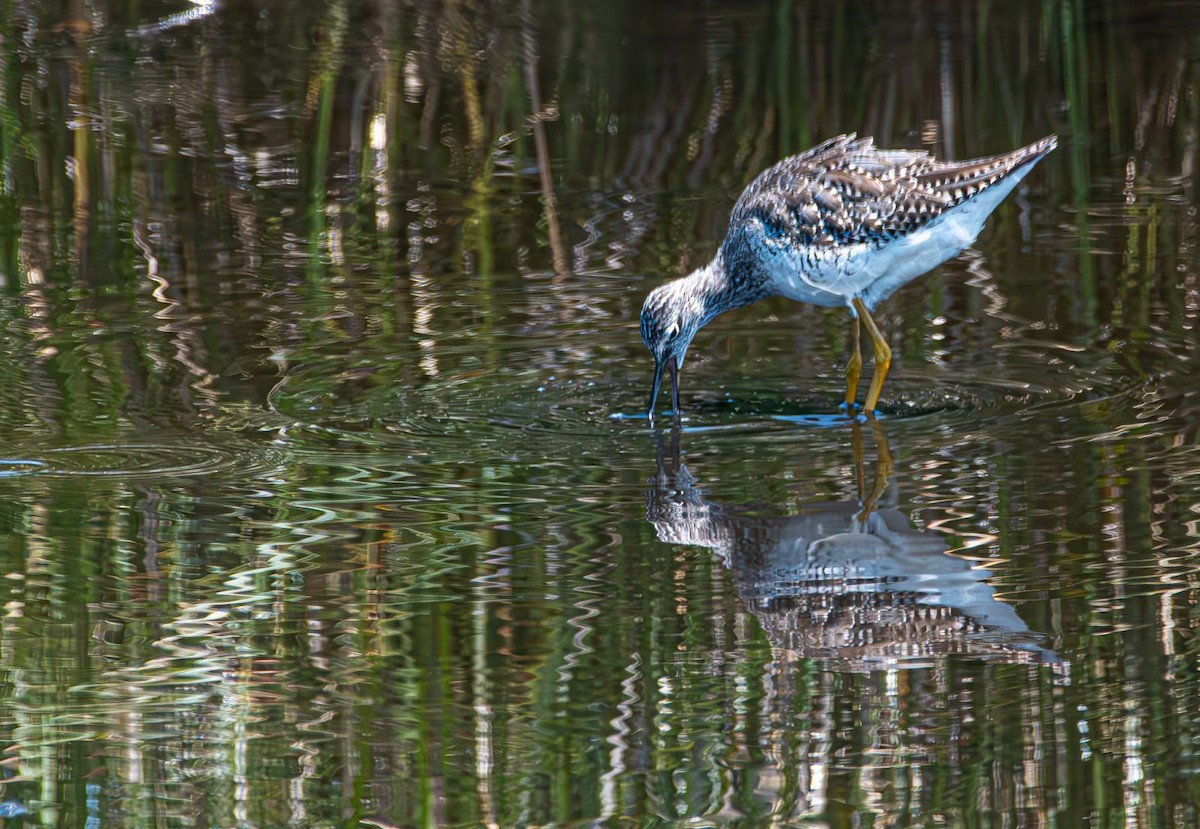 Greater Yellowlegs - ML638911885