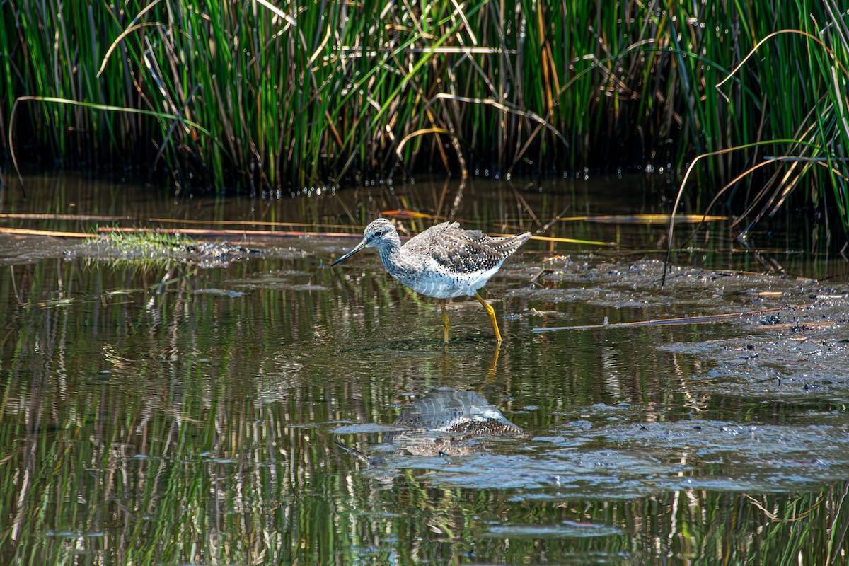 Greater Yellowlegs - ML638911887