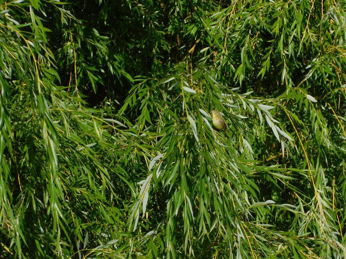 Yellow Warbler - ML638911888