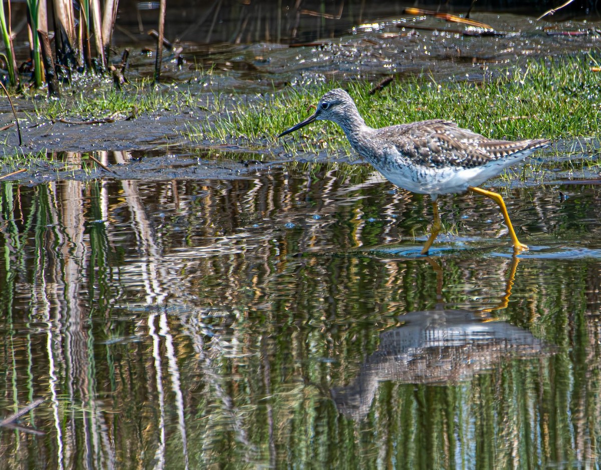 Greater Yellowlegs - ML638911900