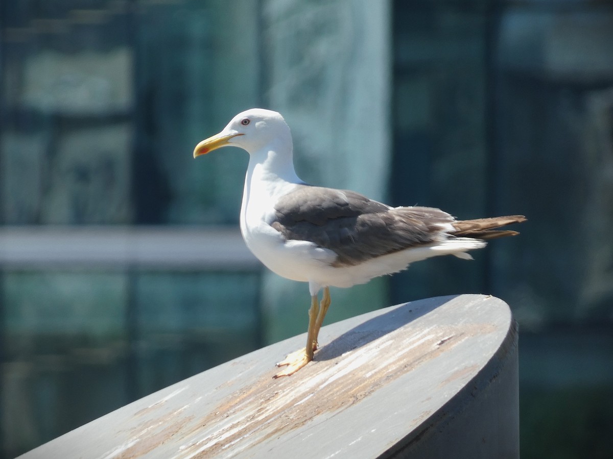 Lesser Black-backed Gull - ML638911905
