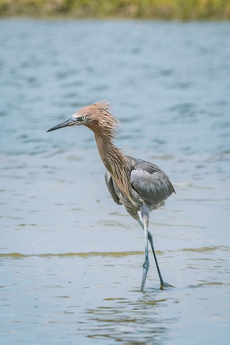 Reddish Egret - ML638911906