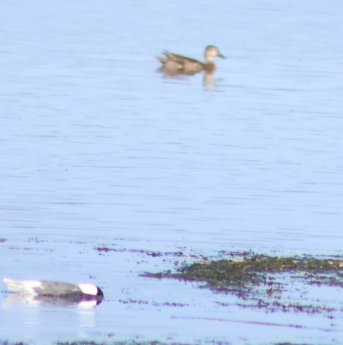 Franklin's Gull - ML638911907