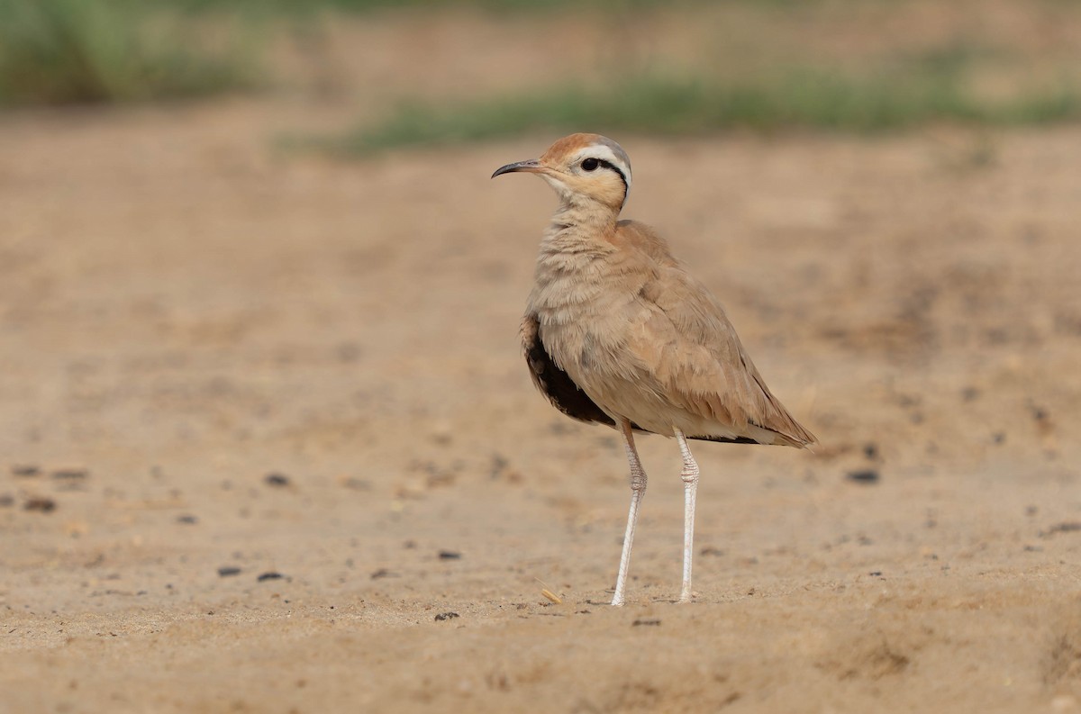 Cream-colored Courser - ML638911908
