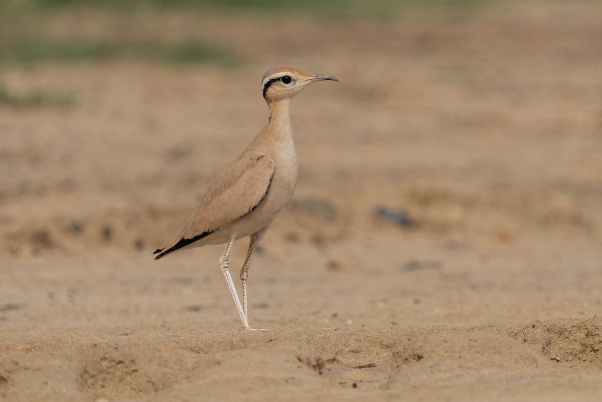 Cream-colored Courser - ML638911909