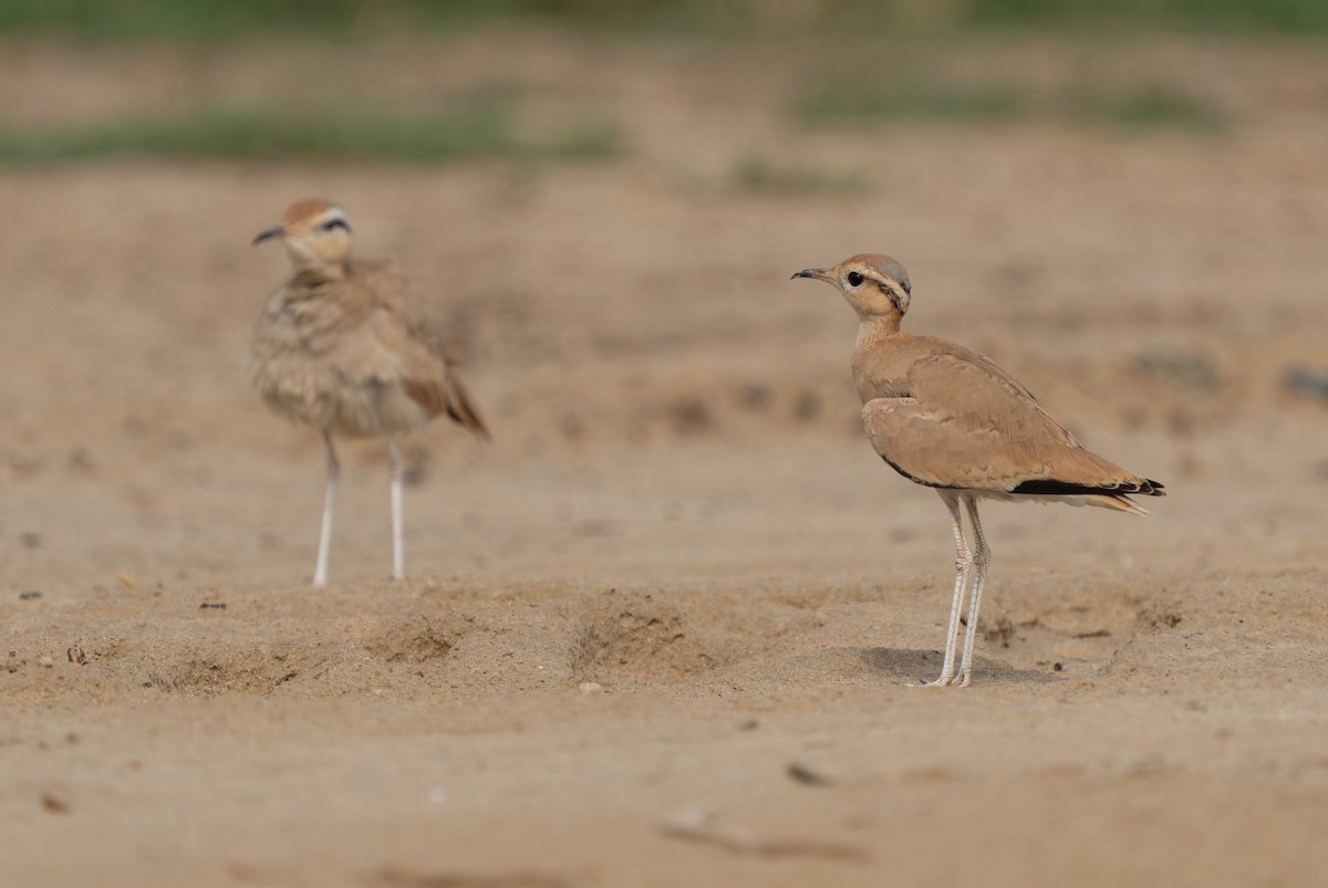 Cream-colored Courser - ML638911910