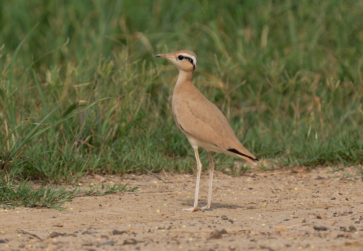 Cream-colored Courser - ML638911911