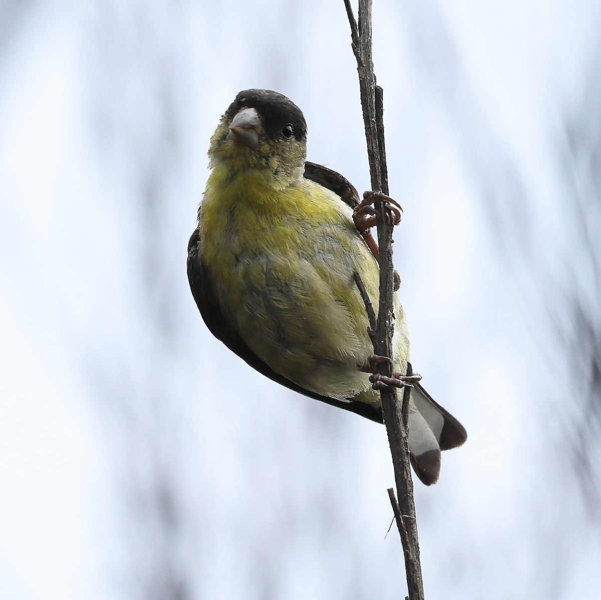 Lesser Goldfinch - ML638911913