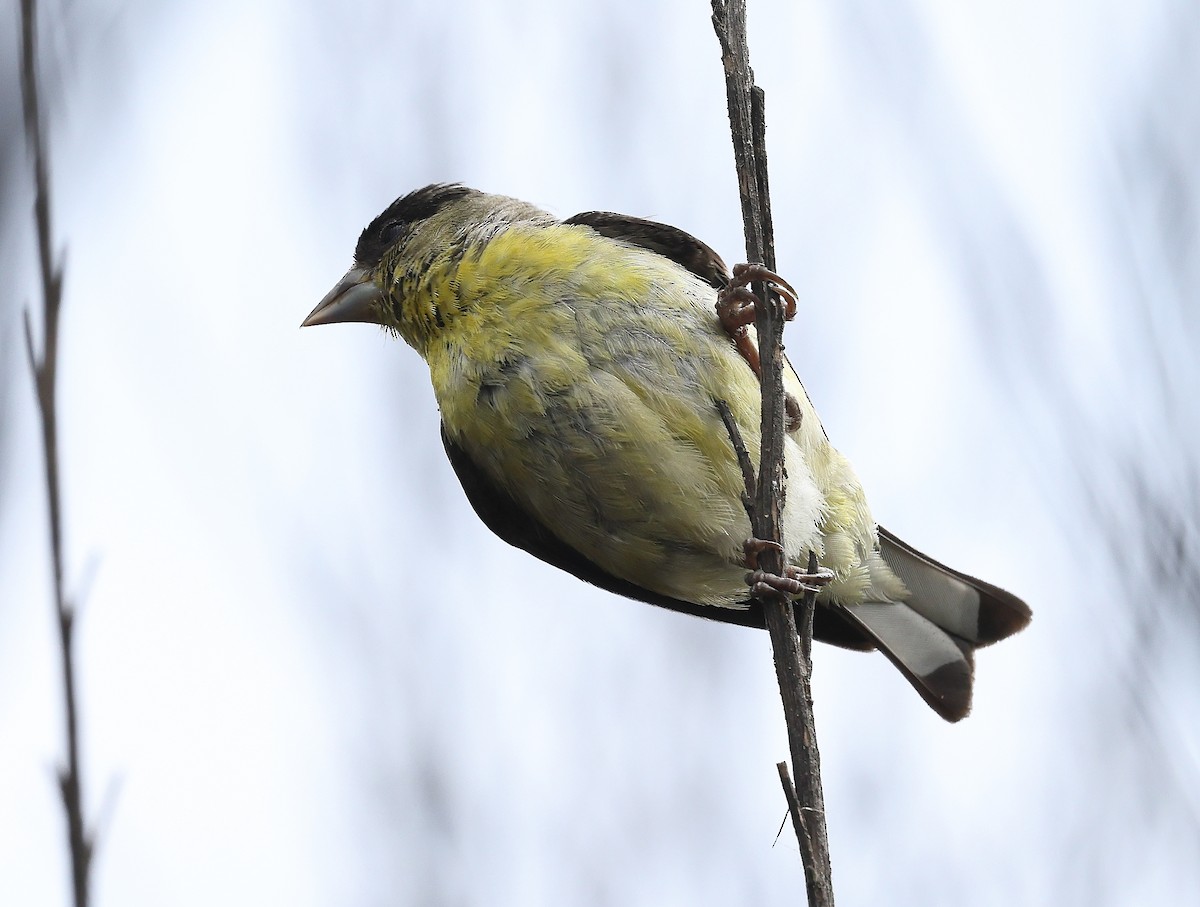 Lesser Goldfinch - ML638911914