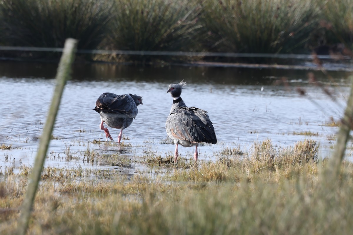 Southern Screamer - ML638911918