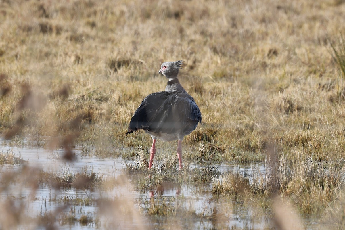 Southern Screamer - ML638911920