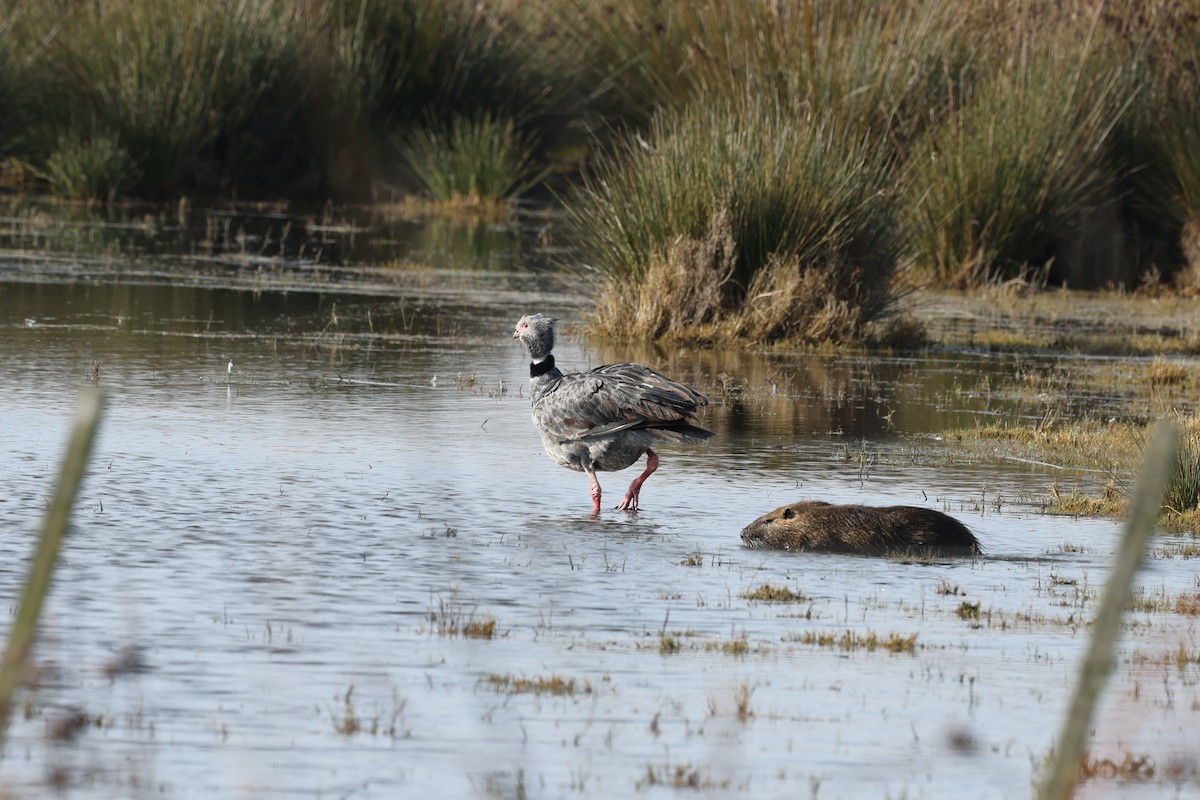 Southern Screamer - ML638911922