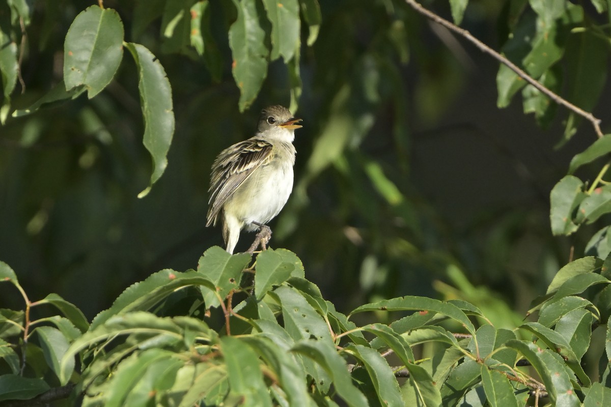 Willow Flycatcher - ML638911923