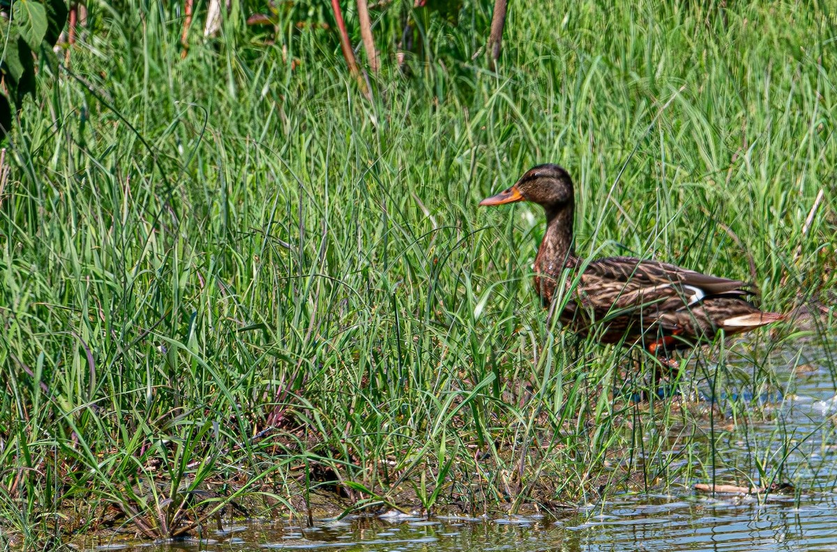 Mallard - ML638911925
