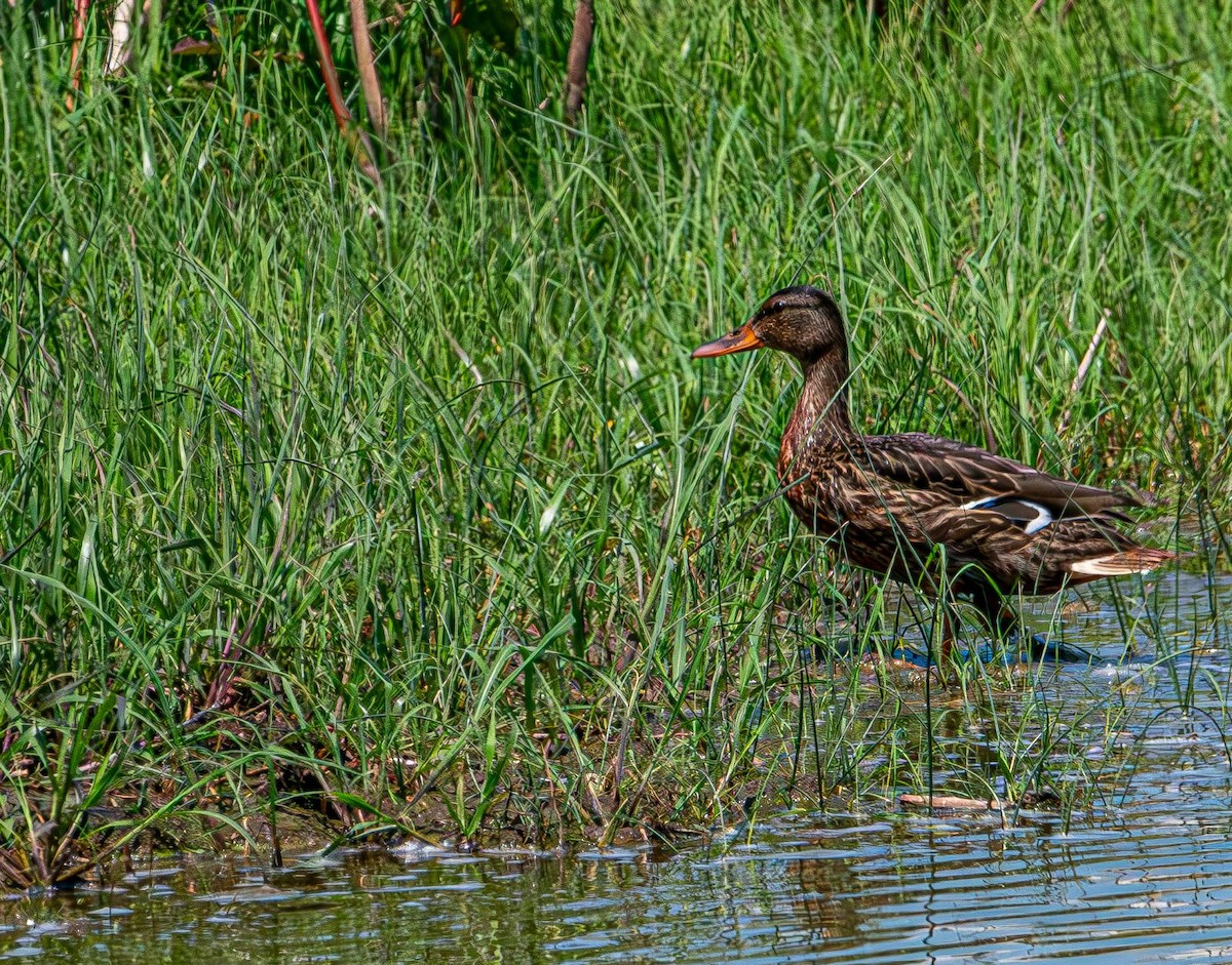 Mallard - ML638911926